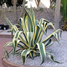 Load image into Gallery viewer, Agave Americana Marginata | Variegated Century Plant
