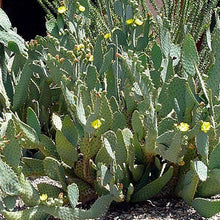 Load image into Gallery viewer, Opuntia Linguiformis | Cow&#39;s Tongue Prickly Pear
