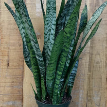 Load image into Gallery viewer, Sansevieria Trifasciata
