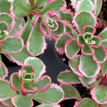 Load image into Gallery viewer, Sedum Spurius Tricolor
