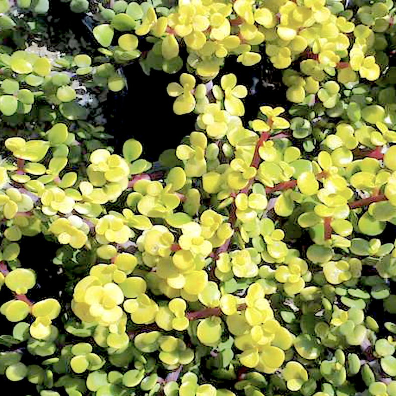 Portulacaria Afra Aurea | Yellow Rain Bush