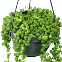 Load image into Gallery viewer, Senecio Rowleyanus | String of Pearls
