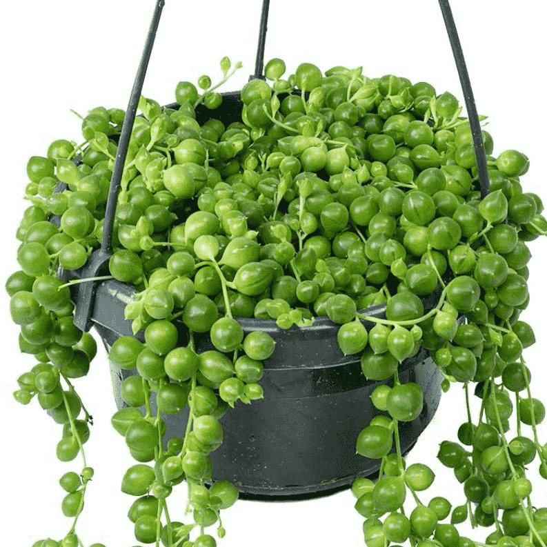 Senecio Rowleyanus | String of Pearls