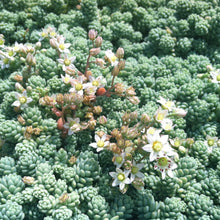 Load image into Gallery viewer, Sedum Dasyphyllum Major | Corsican Stonecrop
