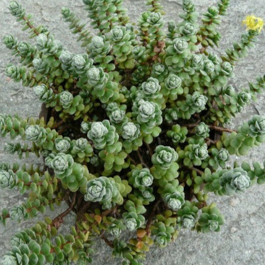 Sedum Oaxacanum