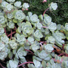 Load image into Gallery viewer, Sedum Spathulifolium &#39;Cape Blanco&#39; | Broadleaf Stonecrop
