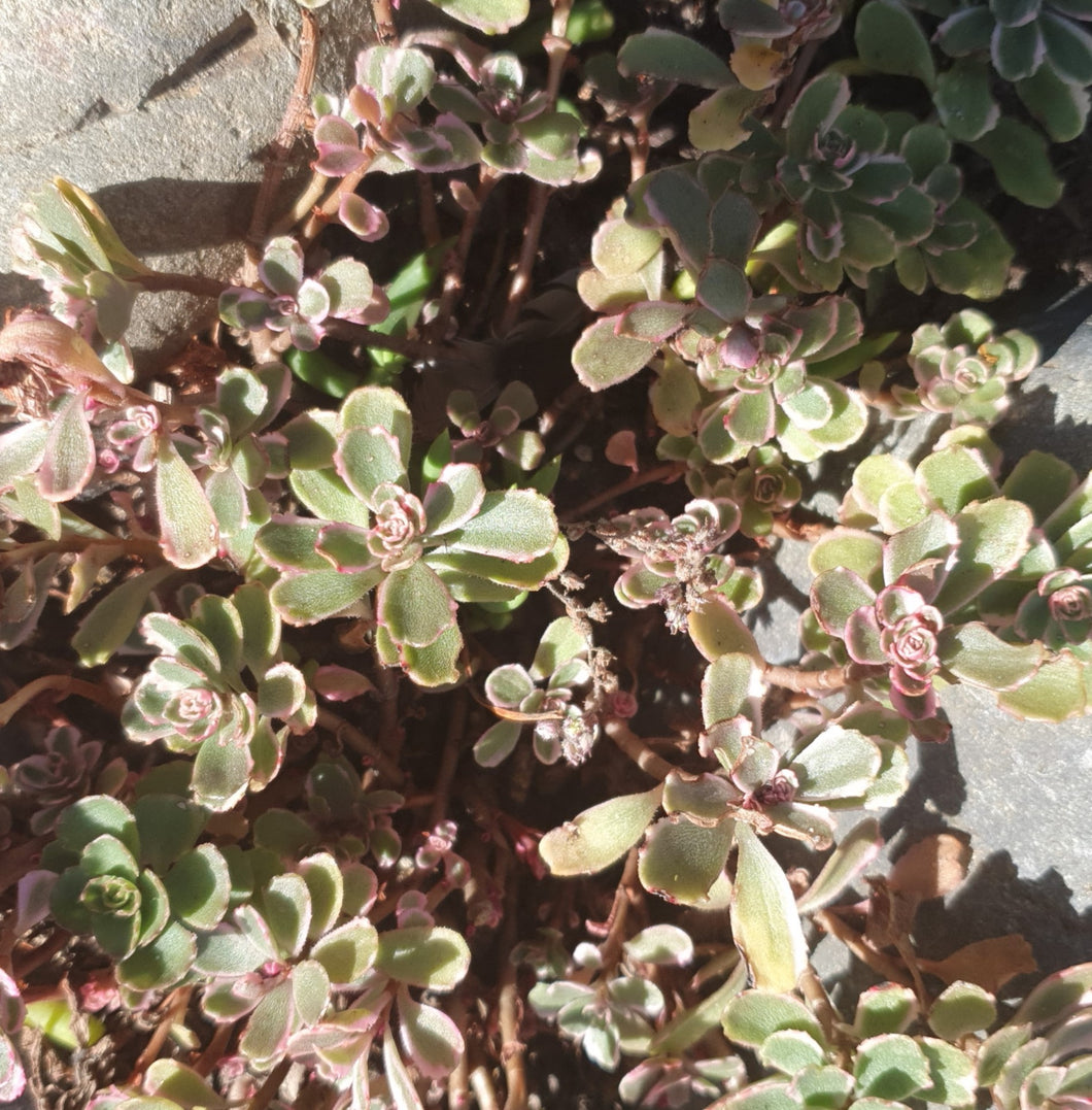 Sedum Spurius Tricolor