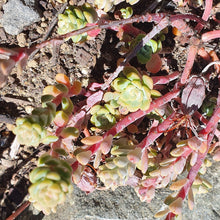 Load image into Gallery viewer, Sedum Spathulifolium &#39;Cape Blanco&#39; | Broadleaf Stonecrop
