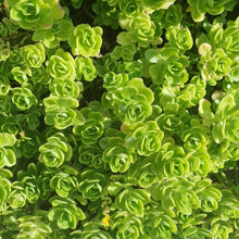 Load image into Gallery viewer, Sedum Confusum
