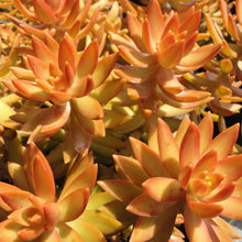 Load image into Gallery viewer, Sedum Nussbaumerianum | Coppertone Sedum
