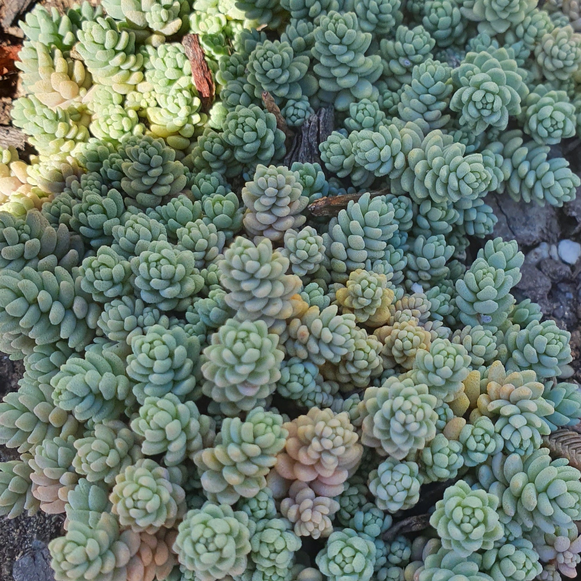 blue tears succulent Sedum Dasyphyllum Minor