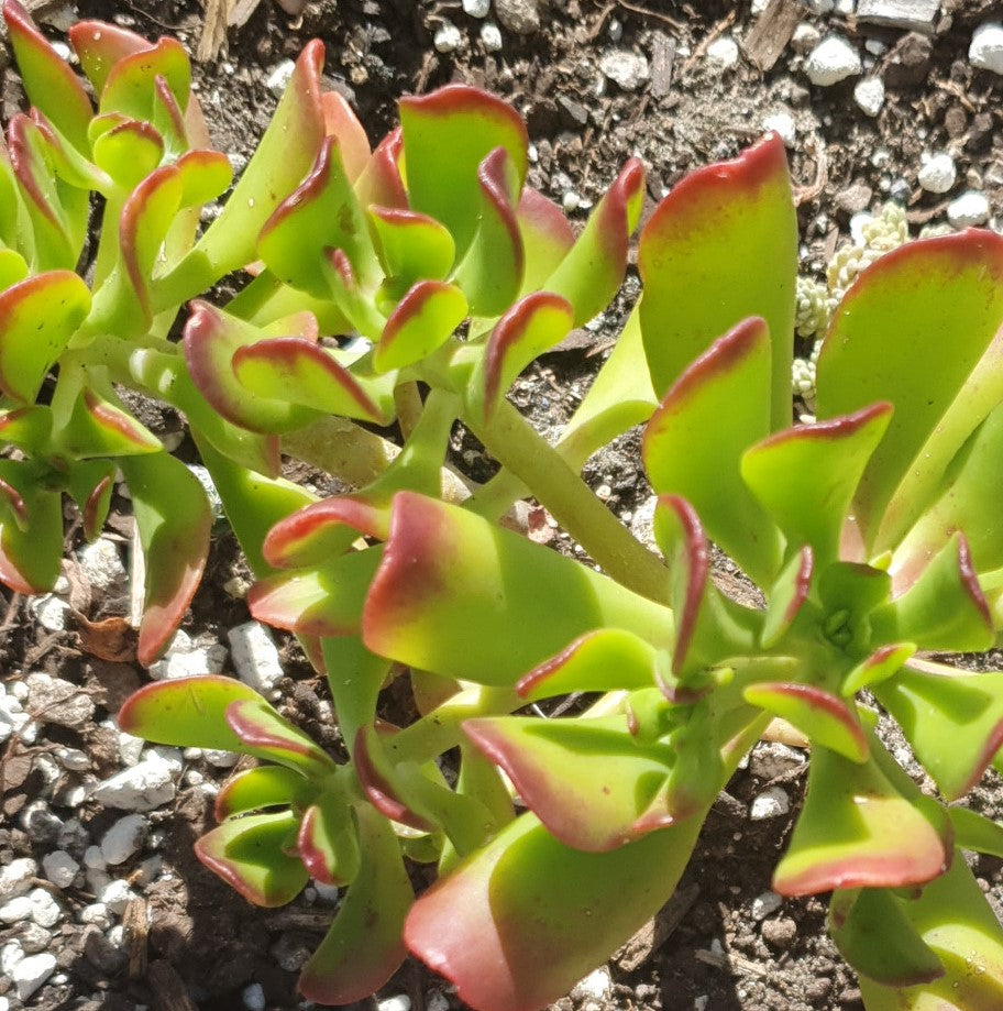 Sedum Dendroideum | Tree Stonecrop