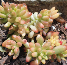 Load image into Gallery viewer, Sedum Rubrotinctum Aurora | Pink Jelly Bean
