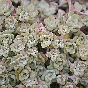 Sedum Spathulifolium 'Cape Blanco' | Broadleaf Stonecrop