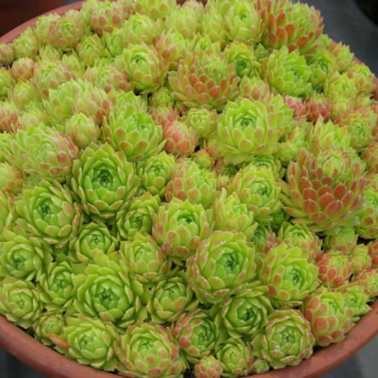 Sempervivum Atlanticum | Hen and Chicks