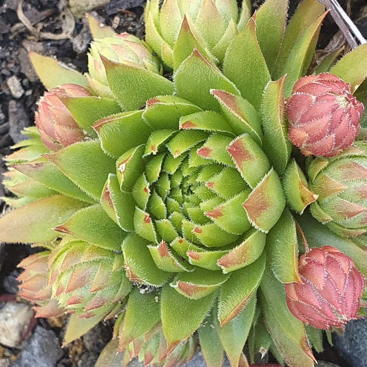 Sempervivum Globiferum | Jovibarba Globifera