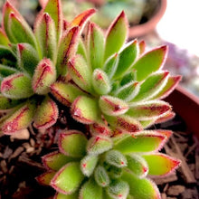 Load image into Gallery viewer, Echeveria Setosa Oliver | Set-Oliver
