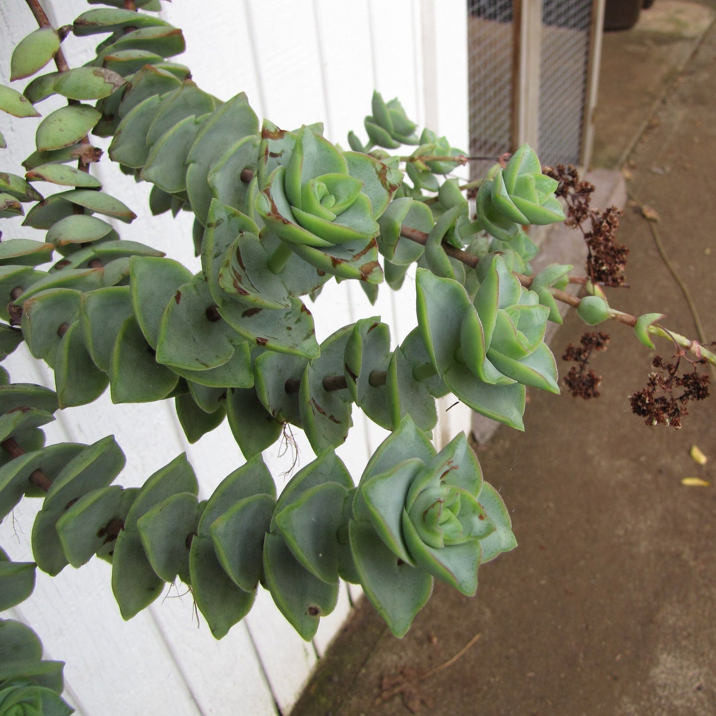 Crassula Perforata | String of Buttons