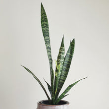 Load image into Gallery viewer, Sansevieria Trifasciata
