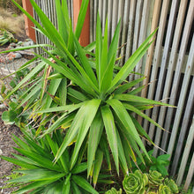 Load image into Gallery viewer, Yucca Elephantipes | Spineless Yucca
