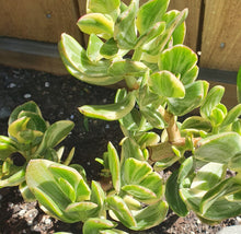 Load image into Gallery viewer, Crassula Ovata Tricolor | Variegated Jade Plant
