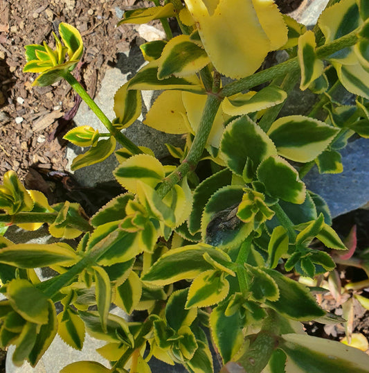 Crassula Sarmentosa Comet | Variegated Trailing Jade Plant