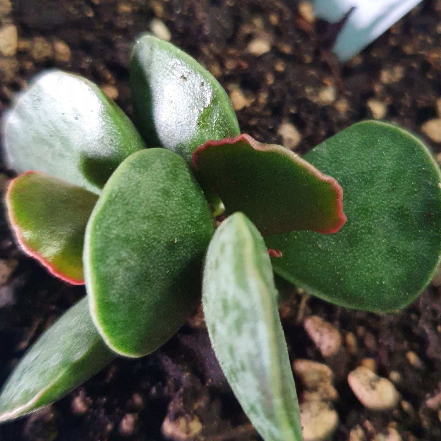 Adromischus Cooperi | Plover Eggs Plant