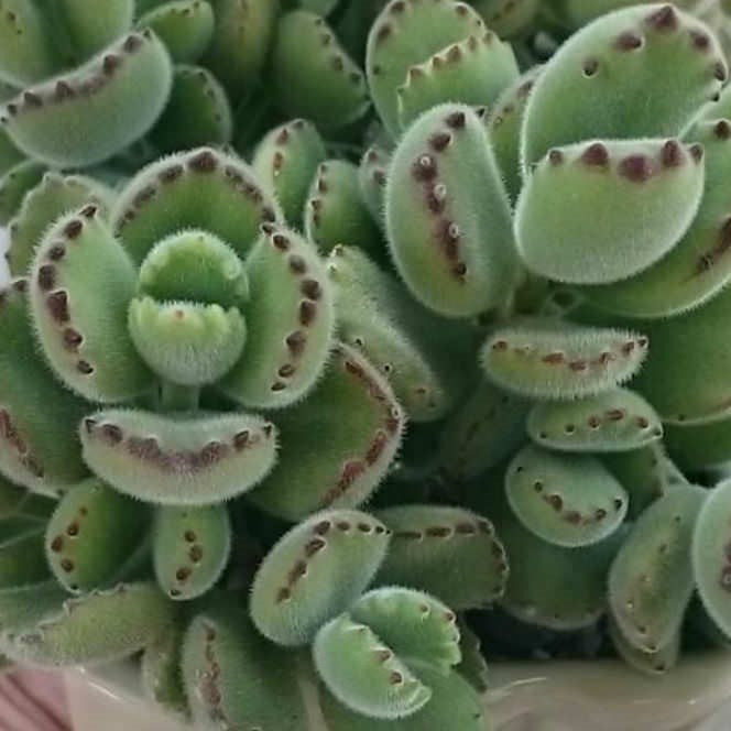 Cotyledon Tormentosa | Bear's Paw