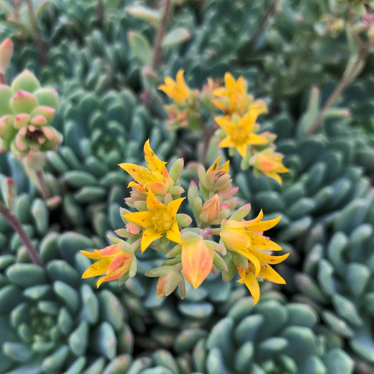 Echeveria Blue Elf | Happy Plant