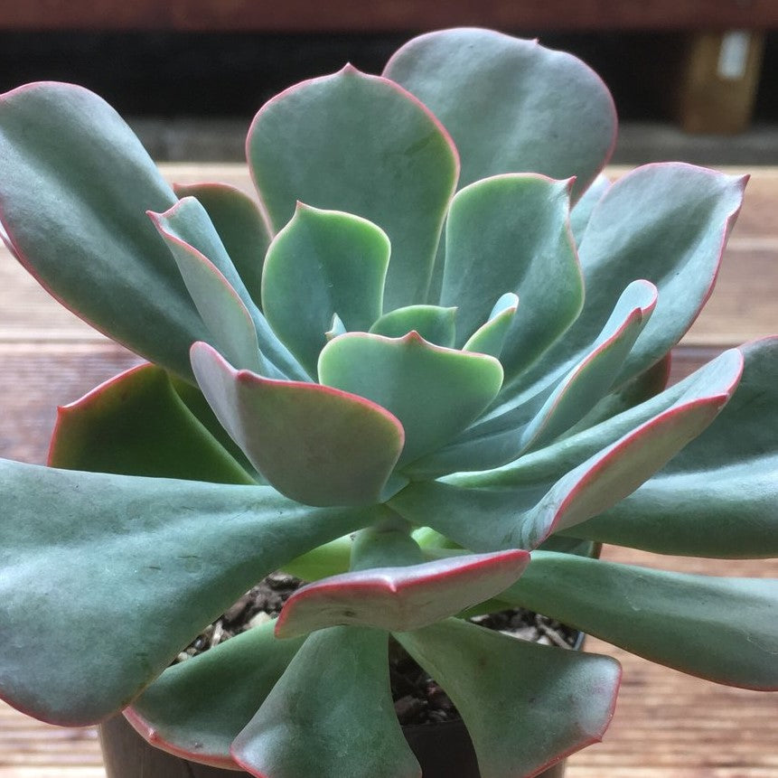 Echeveria Briar Rose