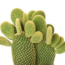 Load image into Gallery viewer, Opuntia Microdasys Yellow | Bunny Ears Cactus
