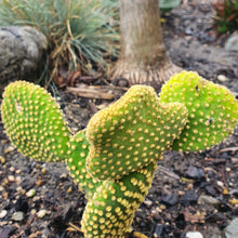 Load image into Gallery viewer, Opuntia Microdasys Yellow | Bunny Ears Cactus

