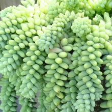 Load image into Gallery viewer, Sedum Burrito | Baby Burro&#39;s Tail
