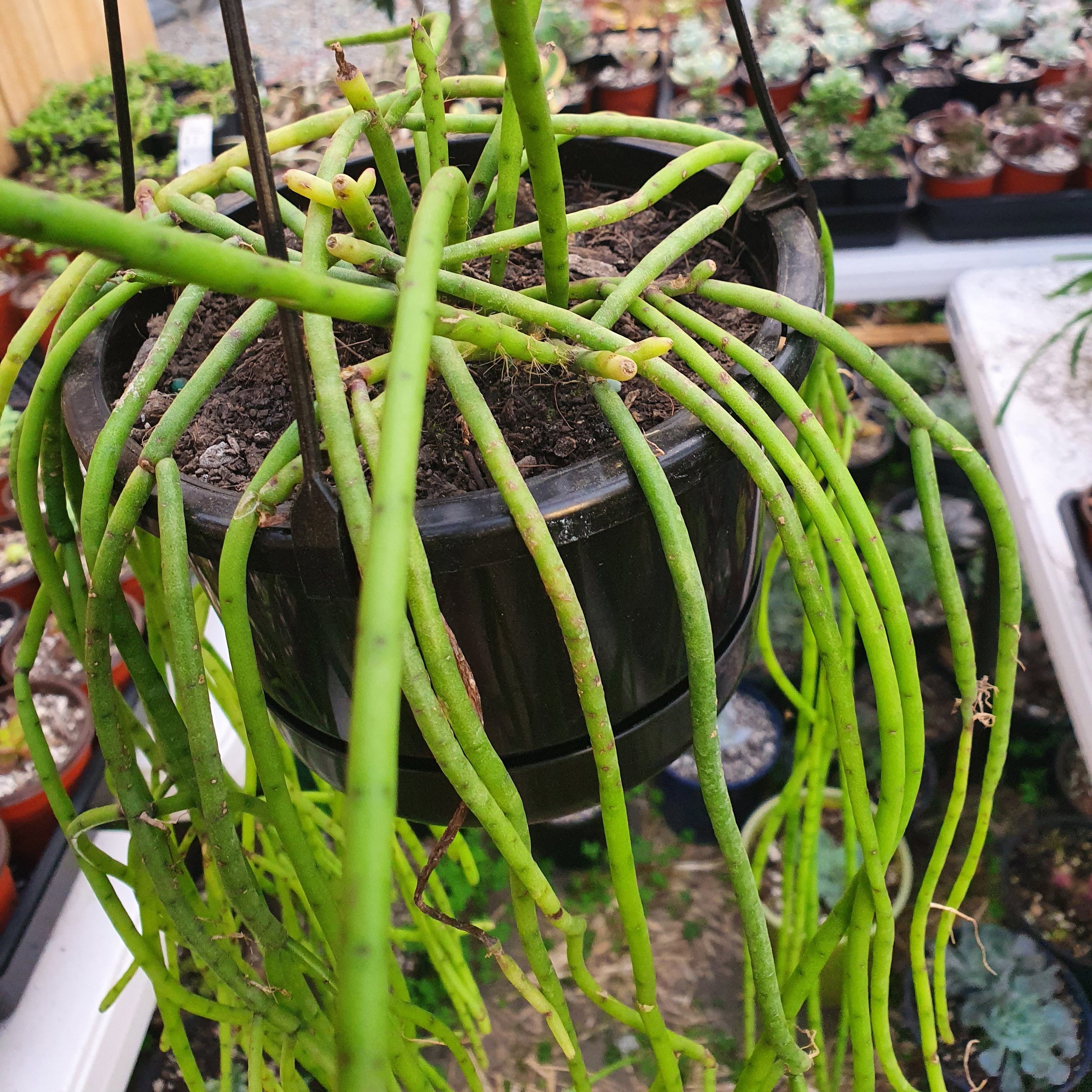 Rhipsalis Capilliformis | Mistletoe Cactus – Succular.nz