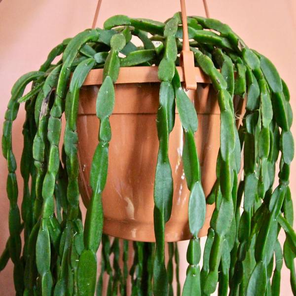 Rhipsalis Paradoxa | Chain Cactus