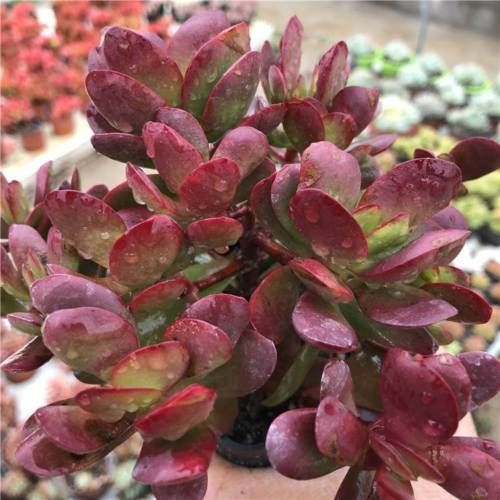 Crassula Clavata | Purple Butterfly