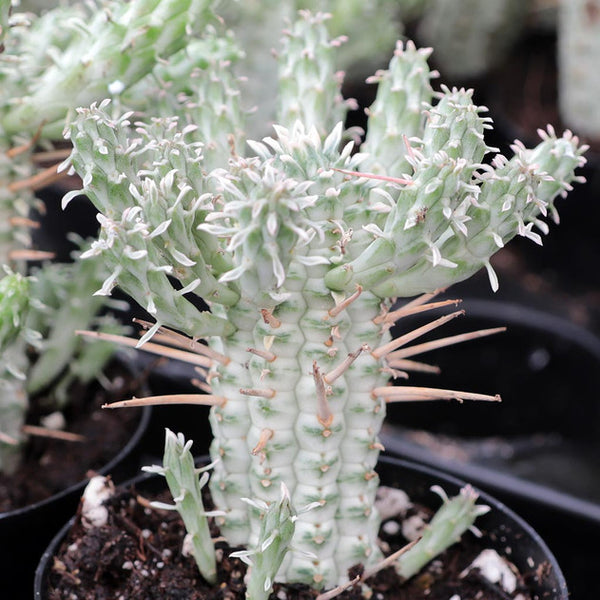 Euphorbia Mammillaris Variegata Corn Cob Cactus | White Rocket ...