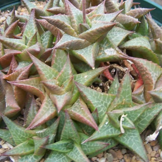 Haworthia Tessellata