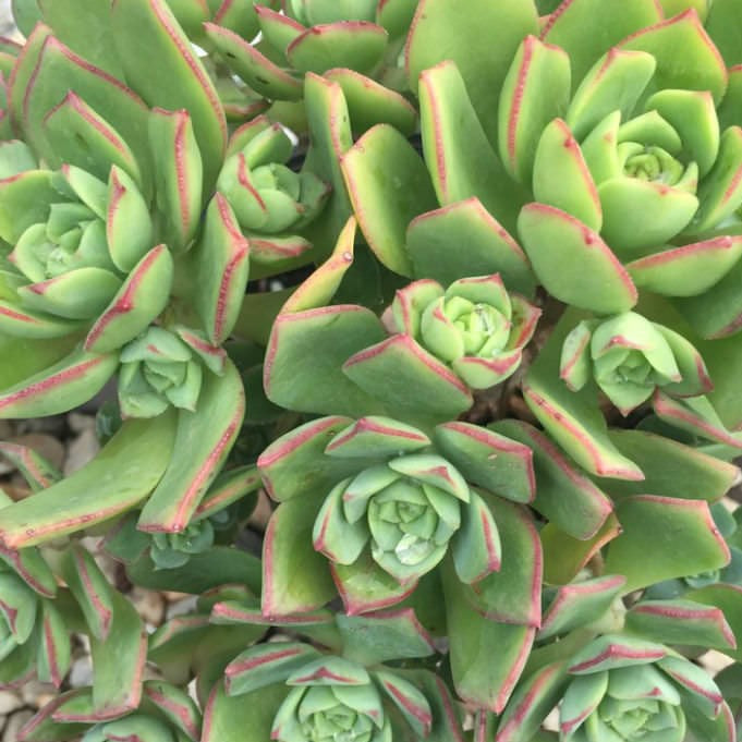 Aeonium Decorum var Guarimarense | Giant Houseleek