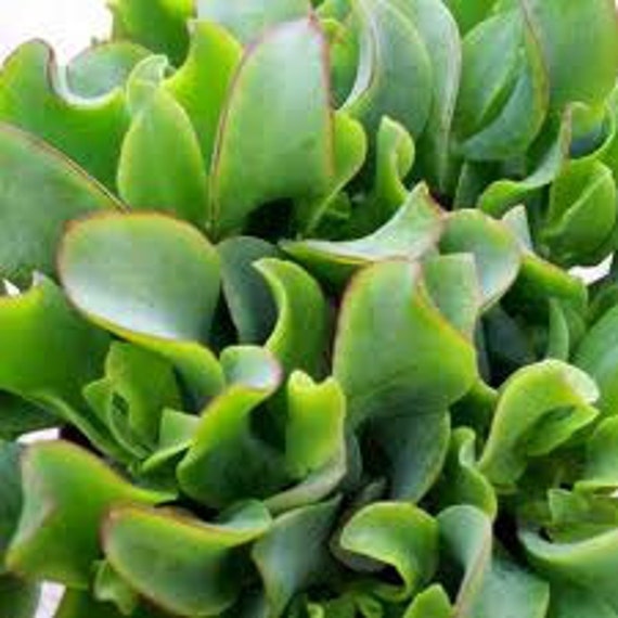 Crassula Arborescens Undulatifolia | Ripple Jade