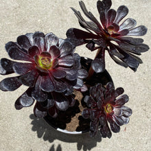 Load image into Gallery viewer, Aeonium Arboreum Zwartkop | Black Rose Aeonium
