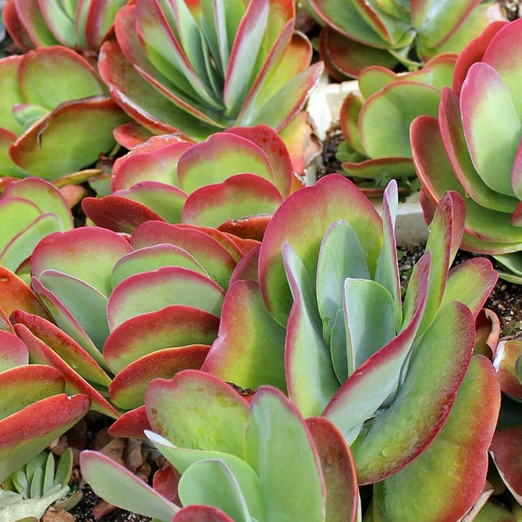 Kalanchoe Luciae | Flapjacks | Paddle Plant