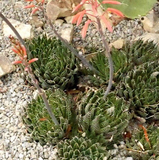 Aloe Aristata | Lace Aloe