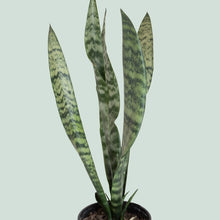 Load image into Gallery viewer, Sansevieria Trifasciata
