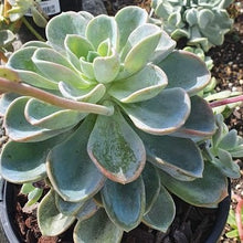 Load image into Gallery viewer, Echeveria Orepetti
