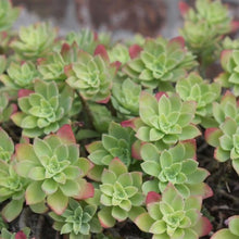 Load image into Gallery viewer, Sedum Palmeri | Palmer&#39;s Sedum
