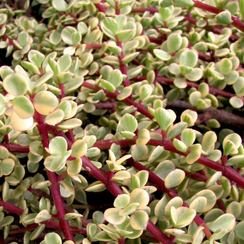 Portulacaria Afra Variegata | Rainbow Bush