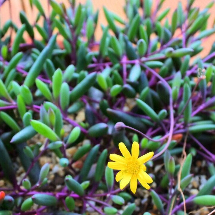Othonna Capensis | Ruby Necklace
