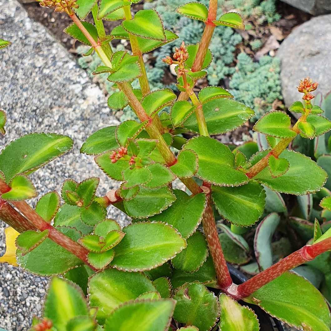 Crassula Sarmentosa ssp. Sarmentosa