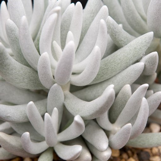 Senecio Haworthii | Cocoon Plant